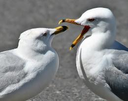 Seagull Kisses!